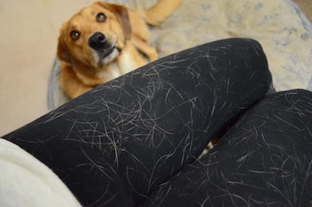 Dog Hair Dont Care Buzzwoof By Outward Hound