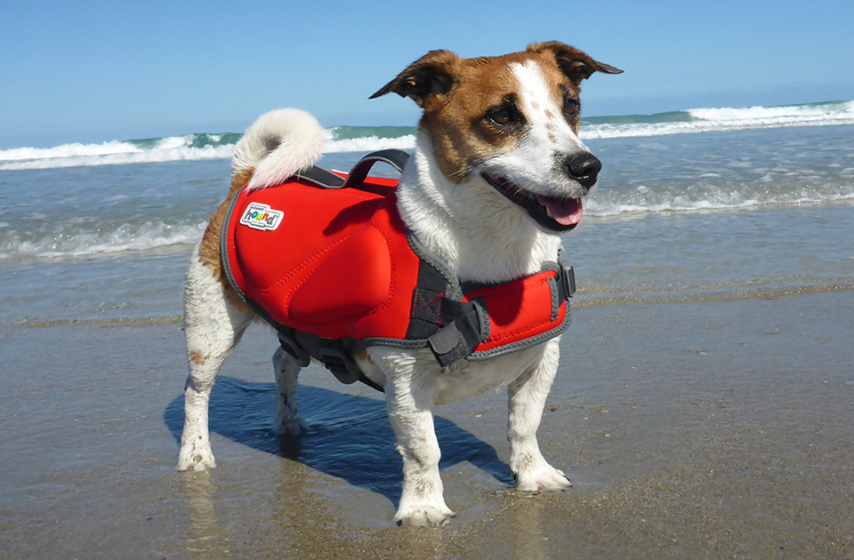 Dog Life Jackets How to Size and Fit the Outward Hound Dawson Swim