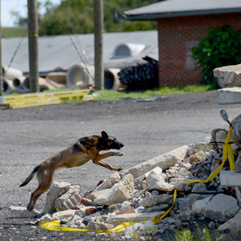 SAR dog races up a pile of rubble