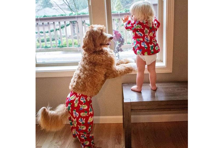 Matching Dog & Owner Pajamas Are Here And The World Isn't Ready.