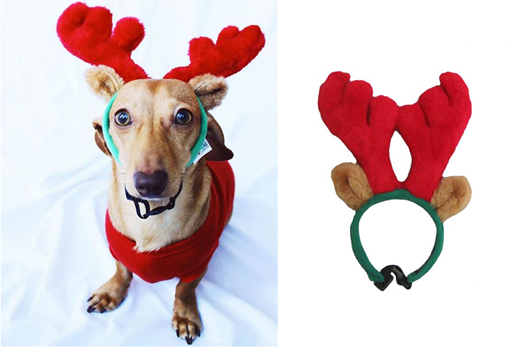 dog wearing antler headband