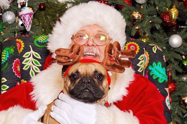 dogs dressed for holiday