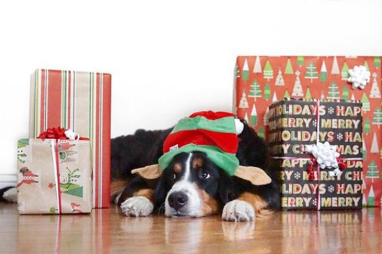 dog wearing elf headband