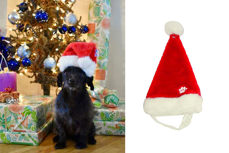dog dressed up as santa