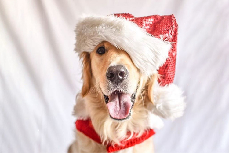 dog wearing santa hat
