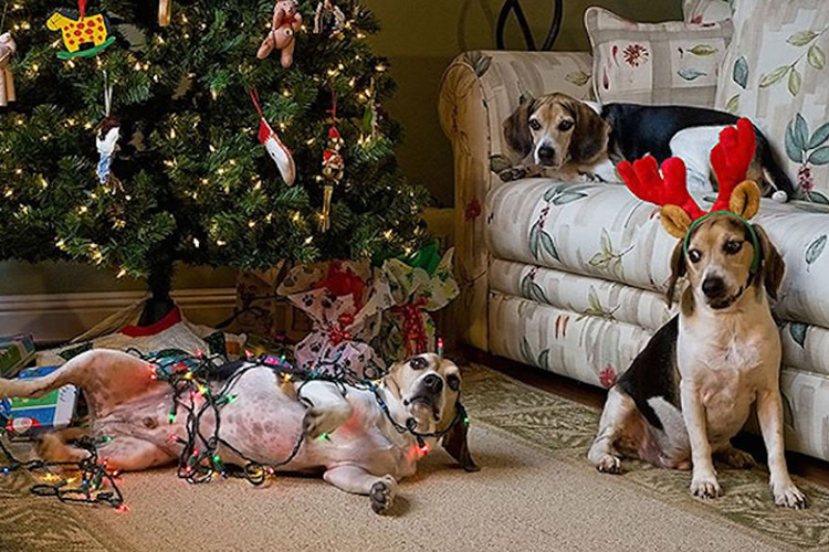 dogs ruining christmas