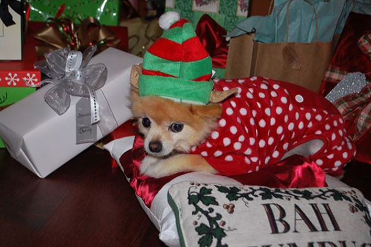 dog sitting with presents under tree