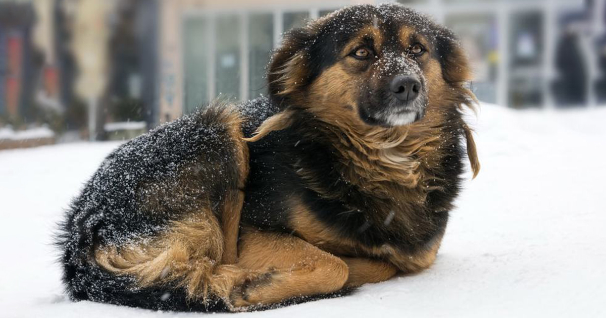 dogs and the cold