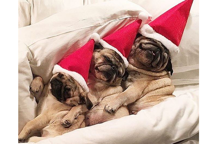 dogs in bed