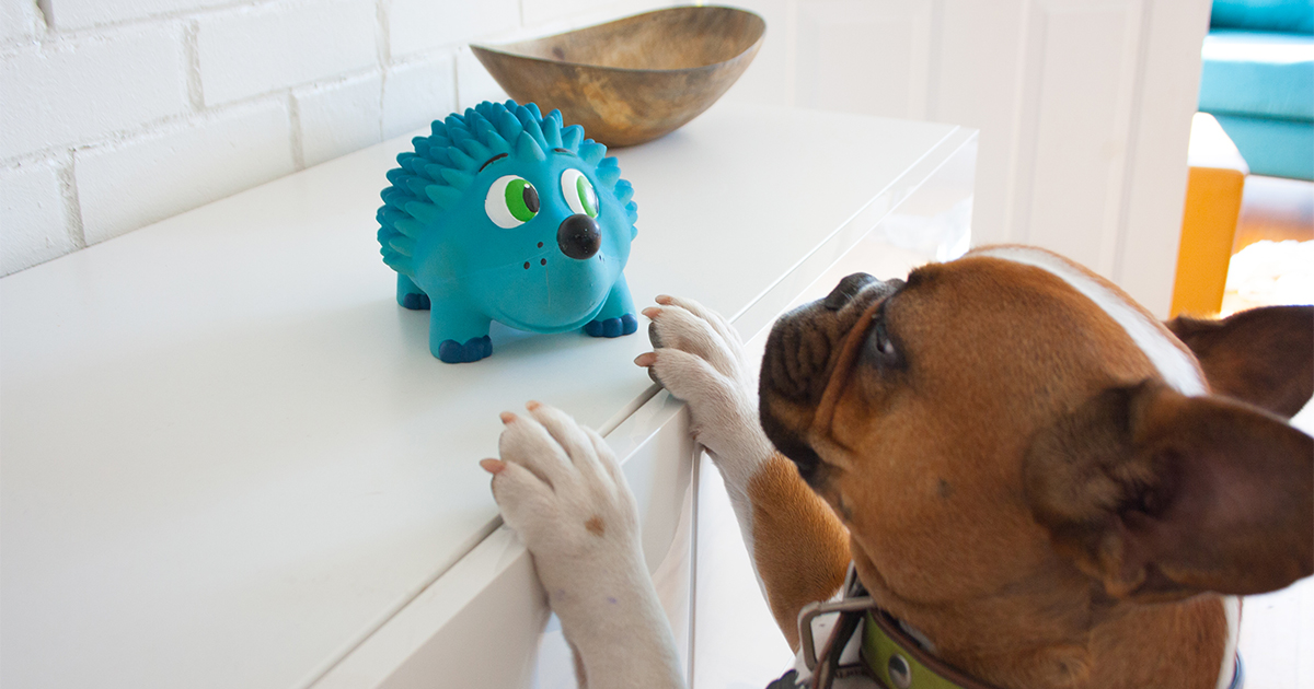 New Dog Toys That Your Furry Friend Will Love Shop 31 New Toys