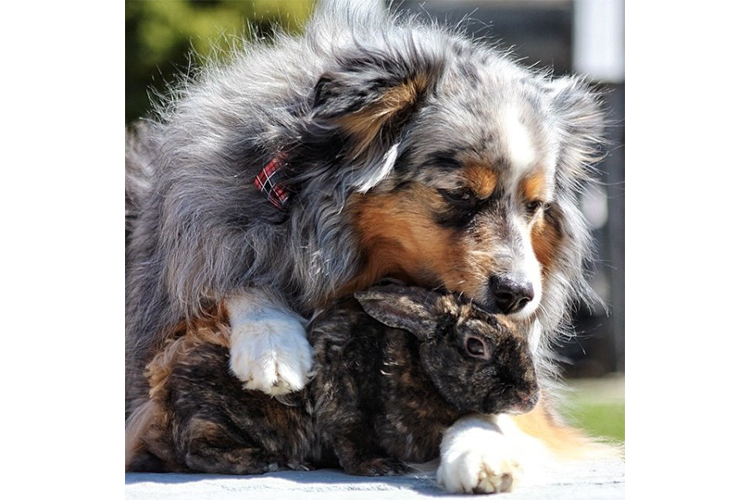 easter dogs