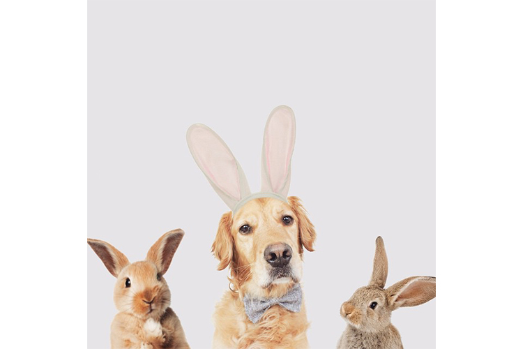 easter dogs