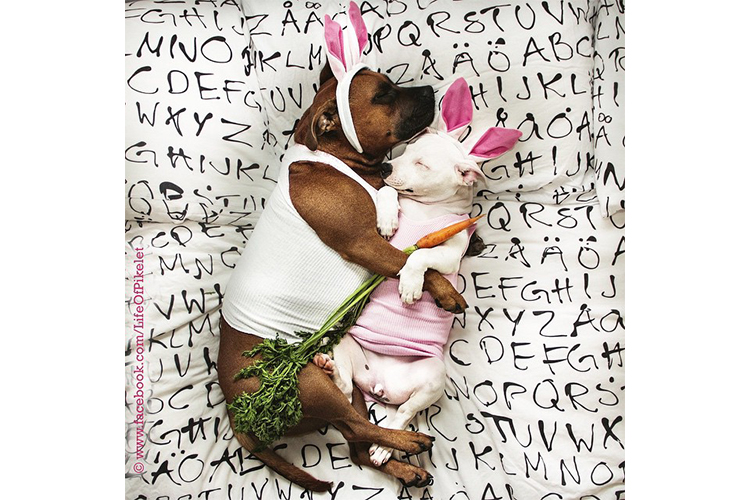 easter dogs