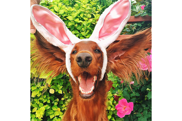 easter dogs