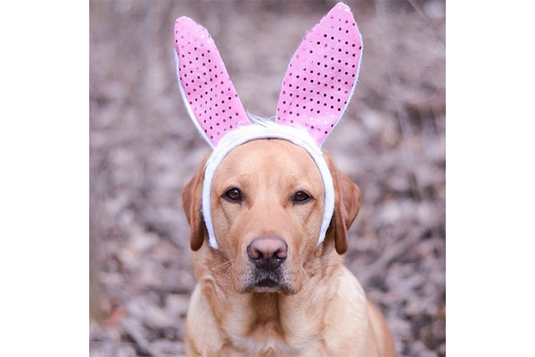 easter dogs