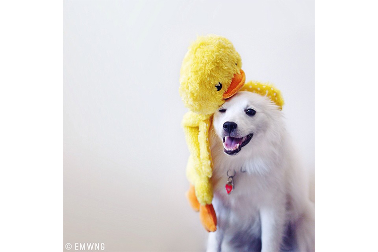 easter dogs