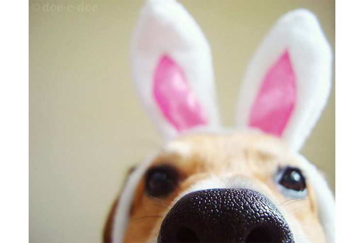 easter dogs