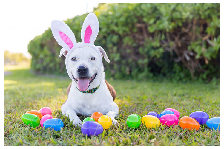 easter dogs