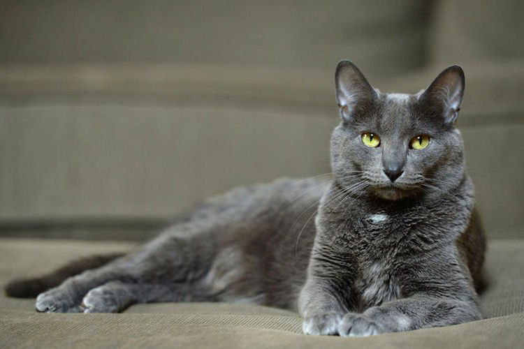 7 Rarest Cat Breeds In The World Buzzwoof At Outward Hound