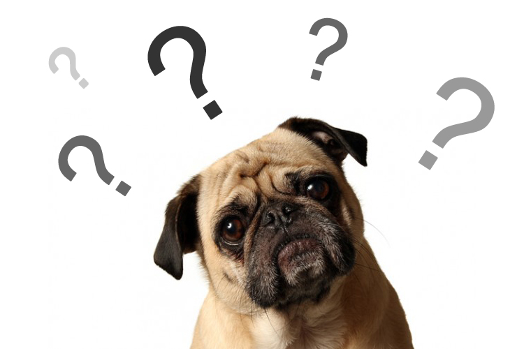 DOG IQ TEST | HOW SMART IS YOUR DOG? | OUTWARD HOUND