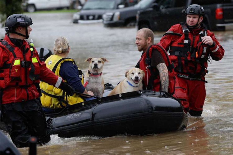 rescuers help a family and pets in hurricane