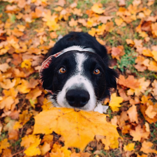 dogs ready for fall