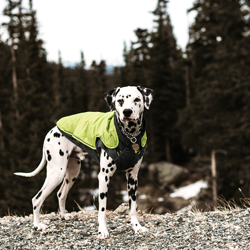dog wearing coat for fall