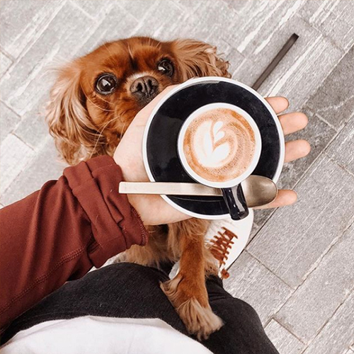 dog and coffee