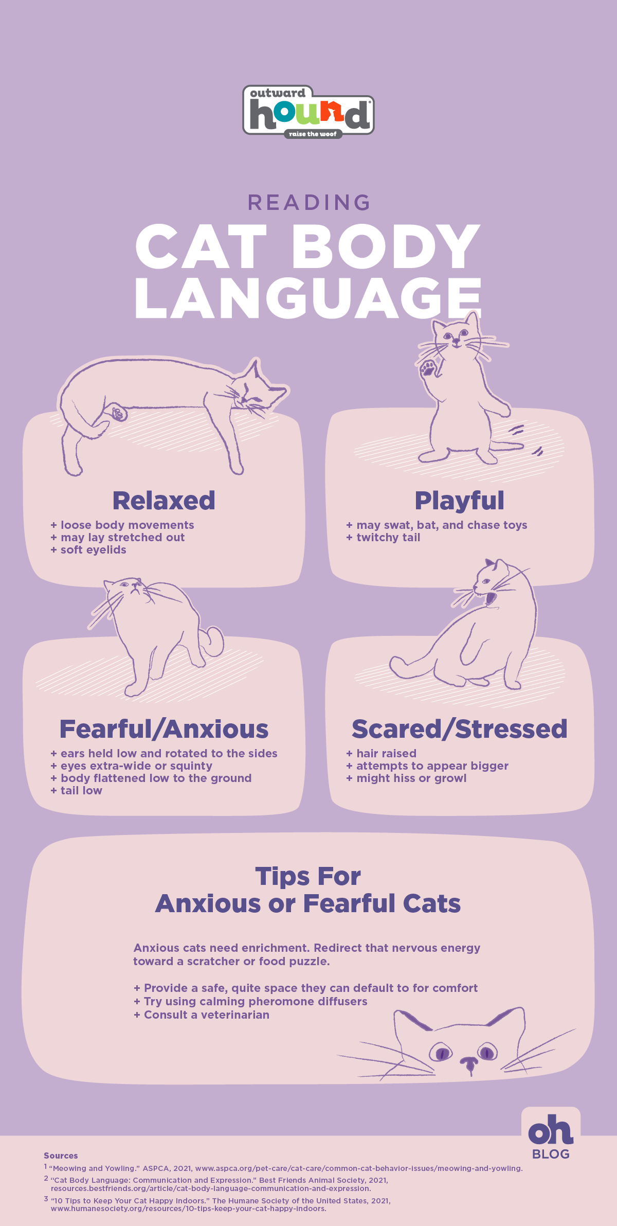 Understanding feline language  The Humane Society of the United States