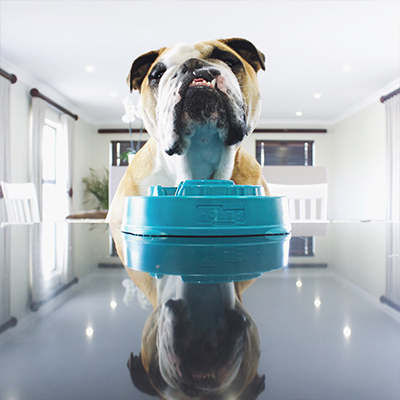 best slow feed dog bowl for english bulldogs