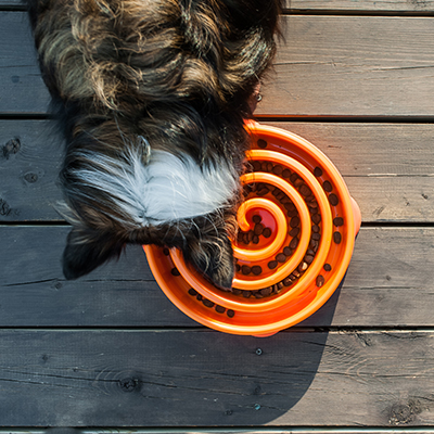 sheltie eating out of dog food puzzle bowl