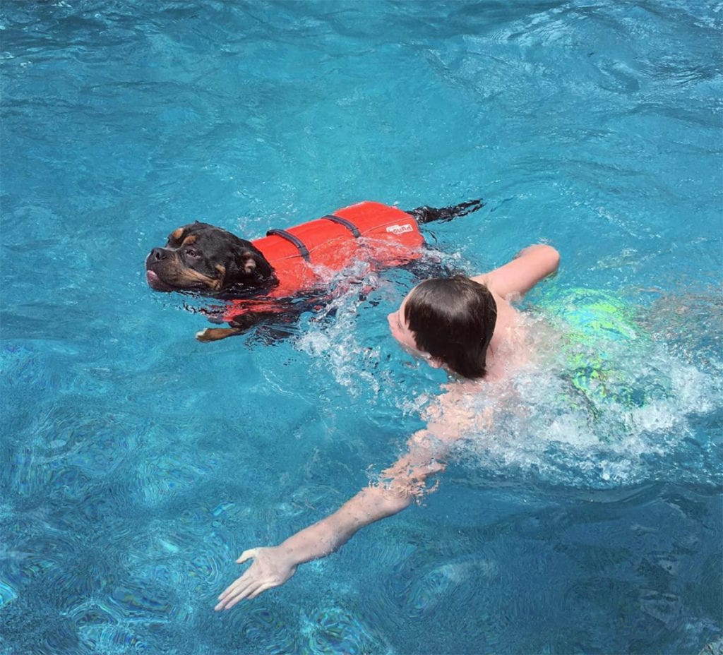 dog swimming with dog life vest