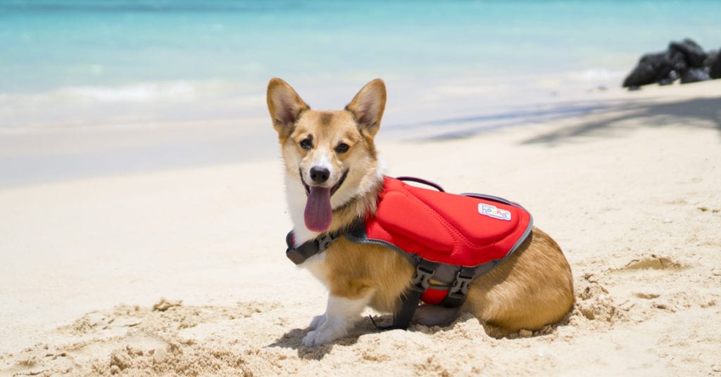 red dog life jacket worn by a corgi