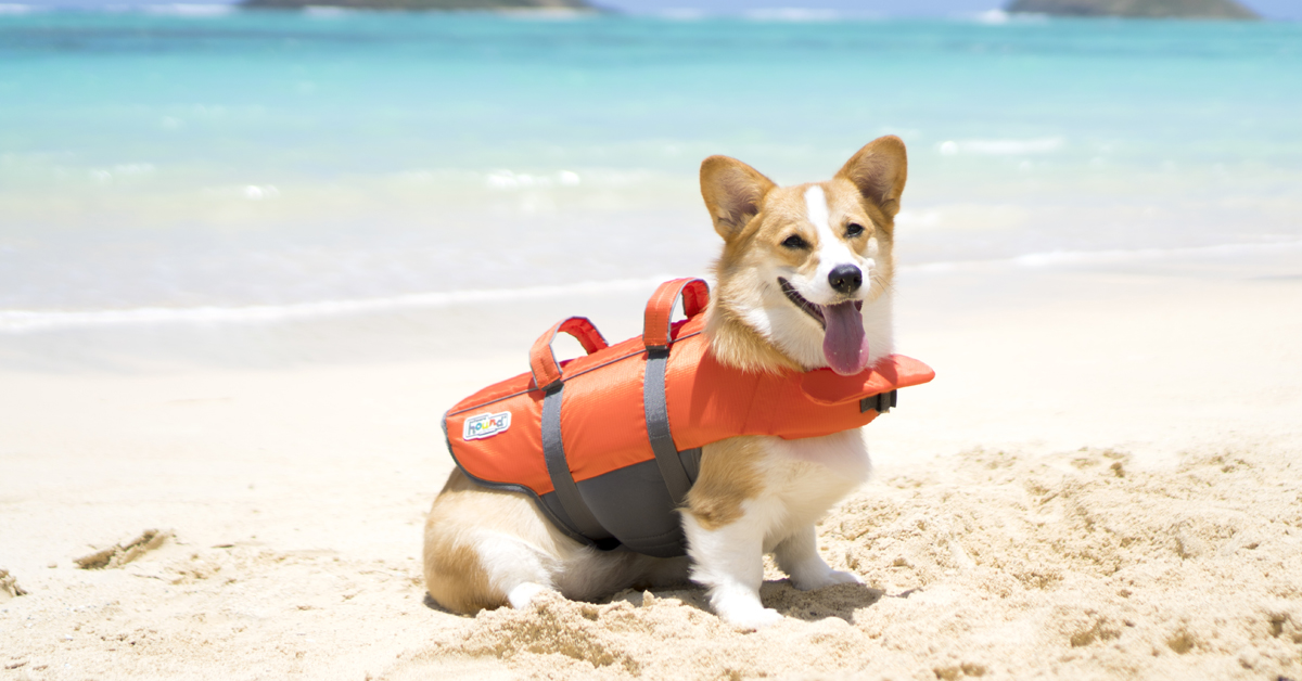 granby dog life jacket on a corgi