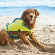 standley dog life jacket for boating safely