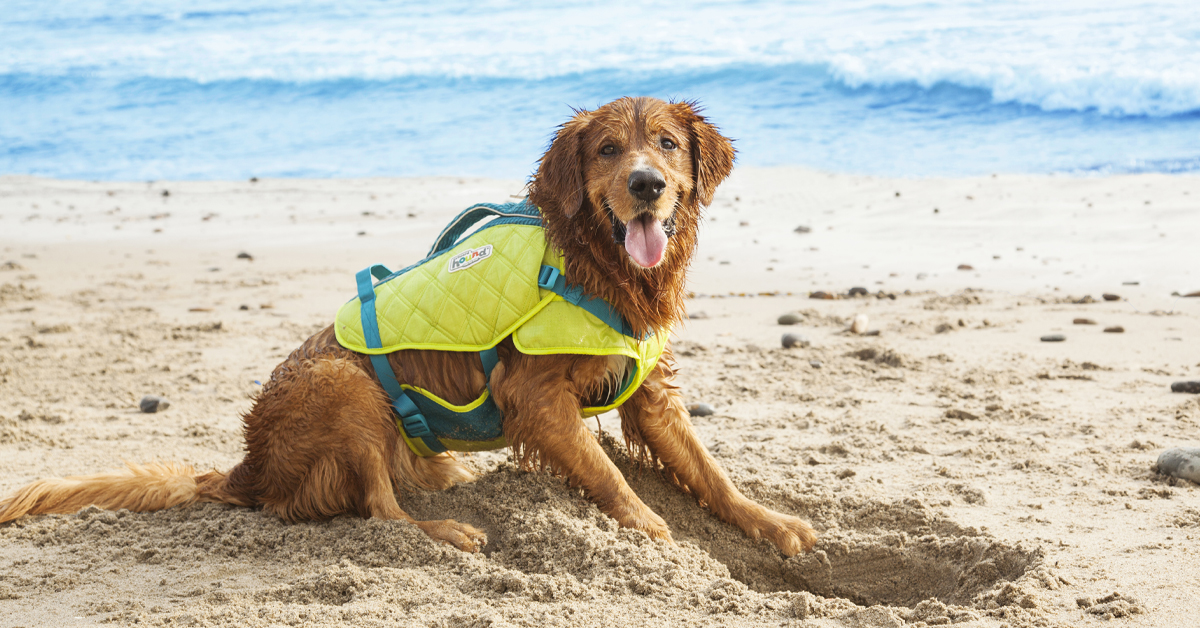 Safety Tips for Boating With Dogs