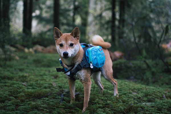 shiba inu wearing a doggy backpack in the woods