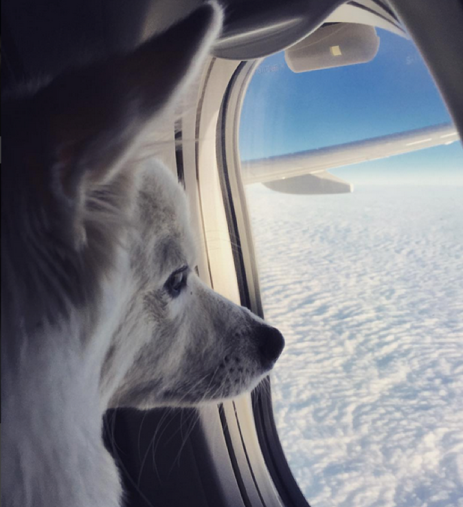 Airplane Travel With Your Dog