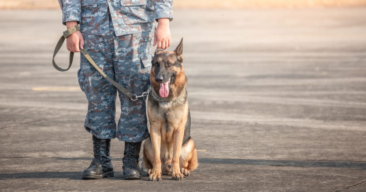 National K9 Veterans Day Is March 13