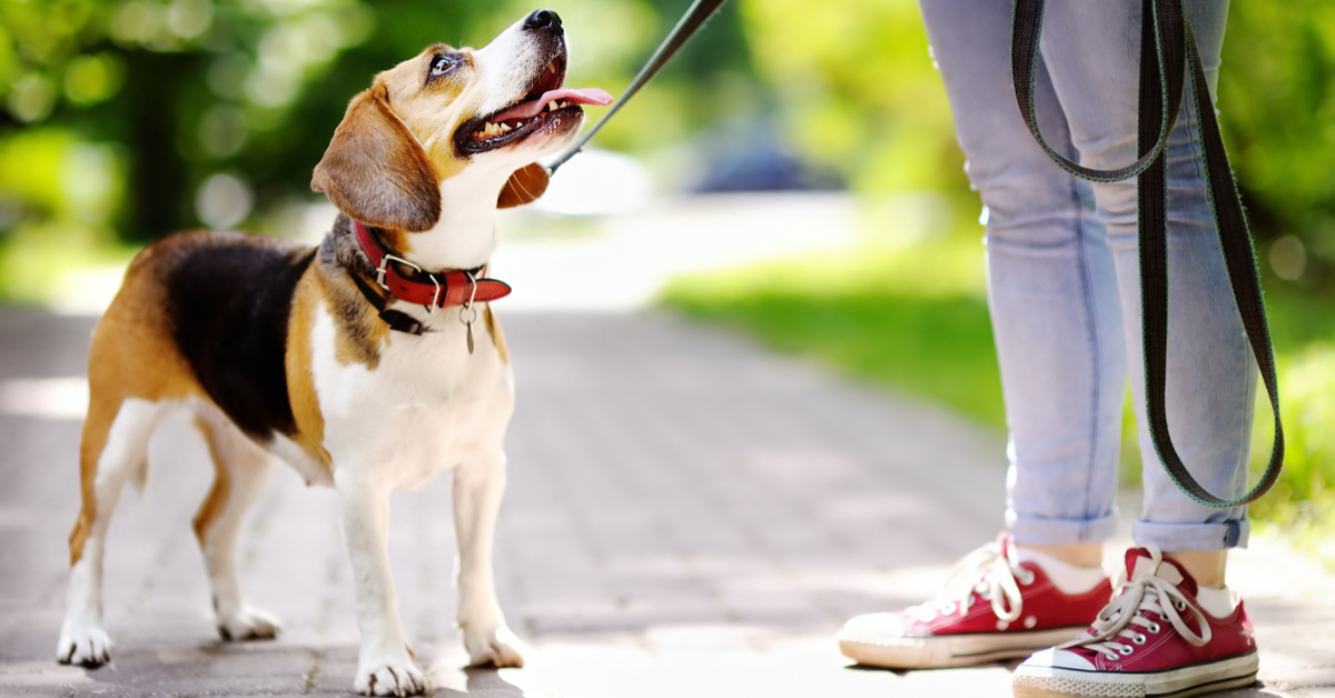 Avoid Dog Bites: How to Approach a Dog Do's & Don'ts