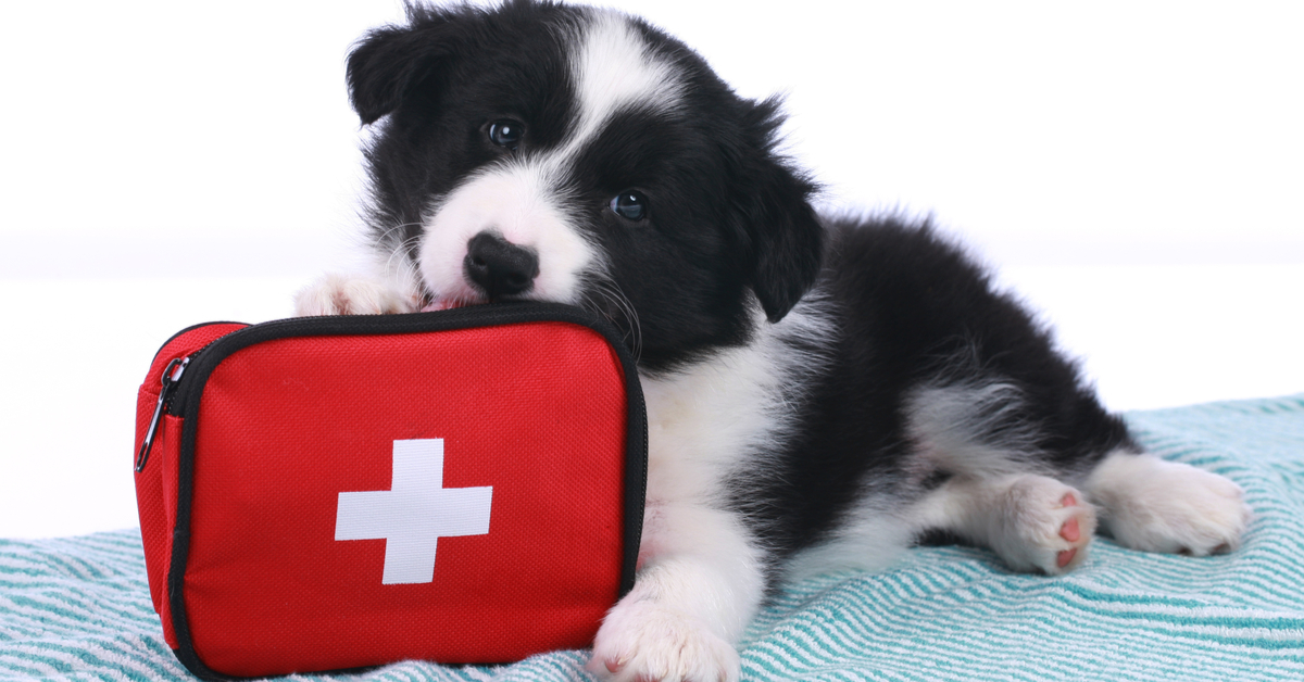 April Is Pet First Aid Awareness Month