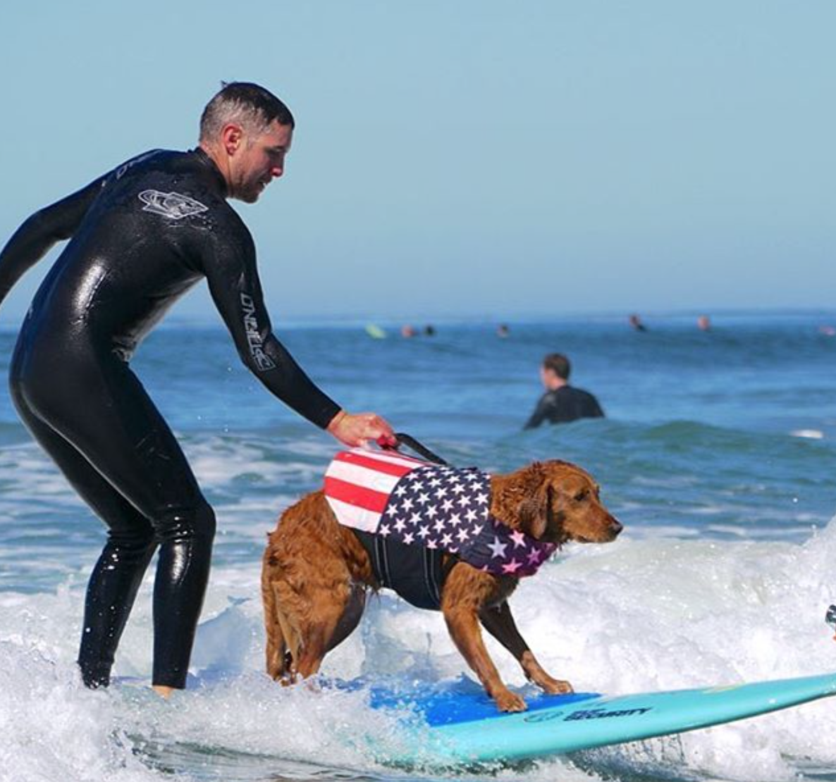 ricochet surfing dog