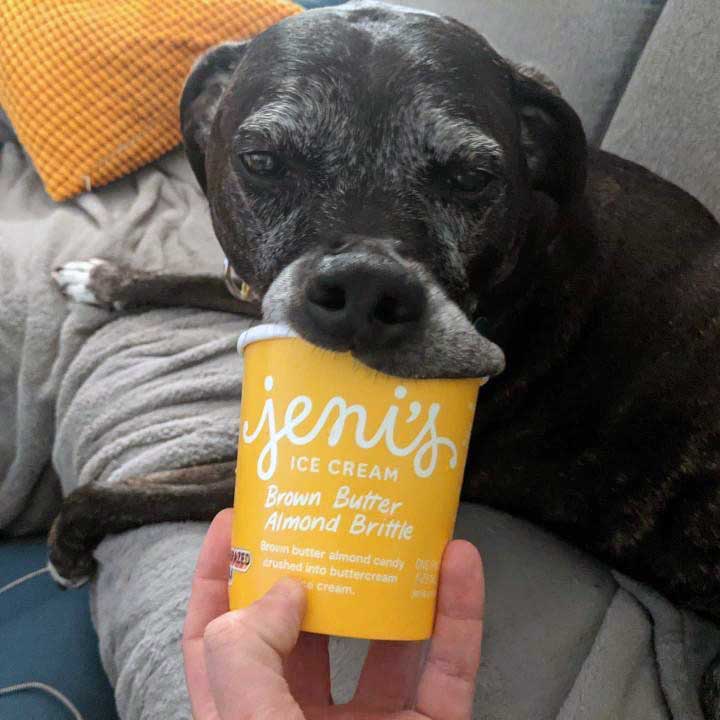 dog ice cream