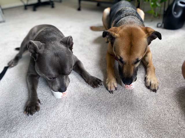 ice cream dogs