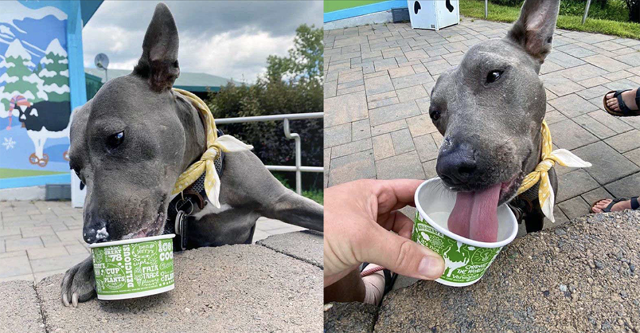 dog eating ice cream