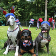 dogs celebrating the 4th of july