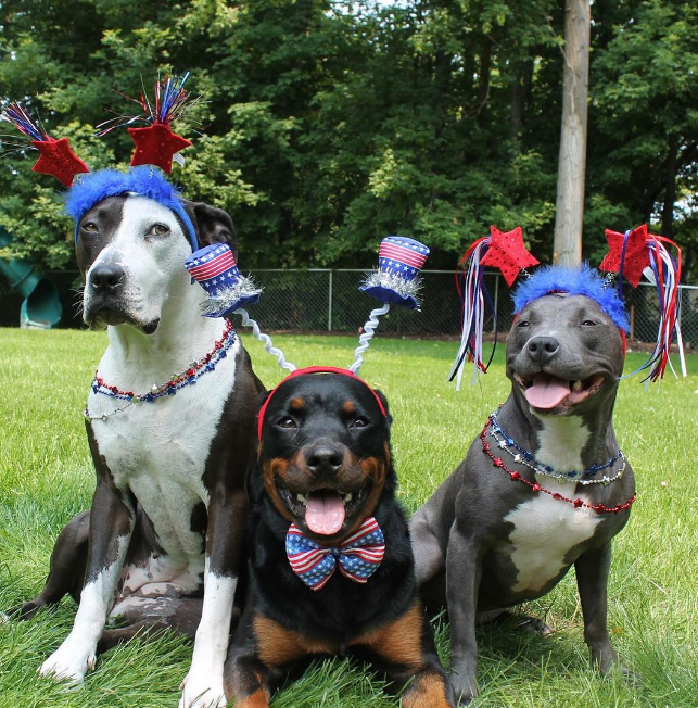 PATRIOTIC PUPS | 20 DOGS DRESSED IN RED, WHITE AND BLUE