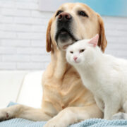 a dog and a cat. pet microchip cost