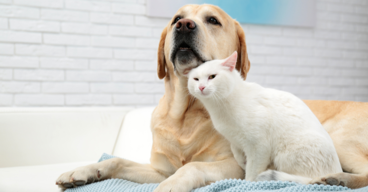 a dog and a cat. pet microchip cost
