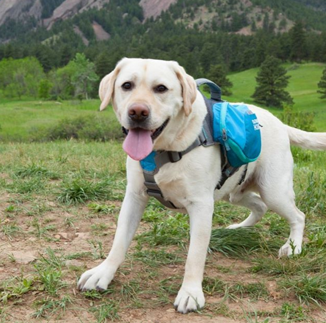 foxtail seeds are dangerous for dogs